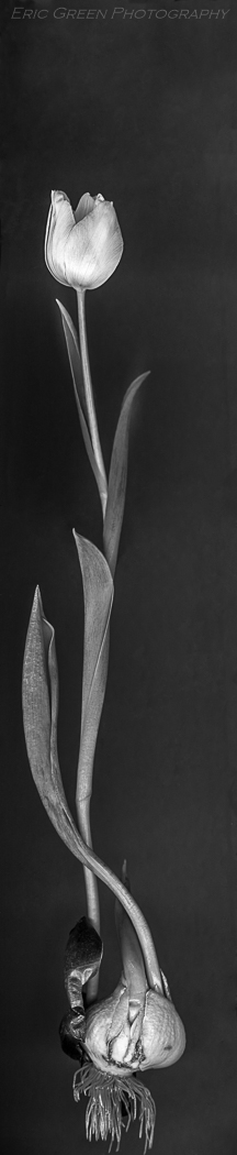 Eric Green Growth-2
